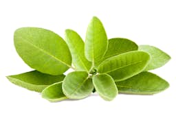 Ingredient Sage leaf extract 8:1 (Salvia officinalis) in Advanced Brain Power