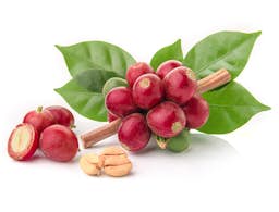 Ingredient Coffee Fruit Extract (Neurofactor™) in Brain Vitality Plus