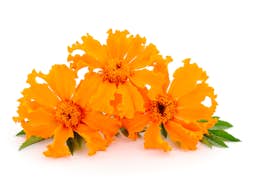 Ingredient Lutein (from Aztec marigold flower) in Eye Vitality Plus