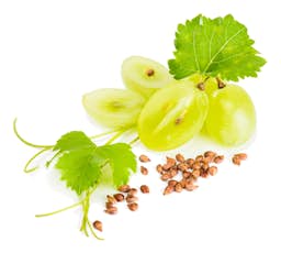 Ingredient Grape seed extract (Vitis vinifera) (Standardized to 95% proanthocyanidins) in Genesis
