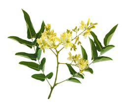 Ingredient Quercetin Dihydrate (Sophora Japonica L) (Flower) in My Sinus Miracle