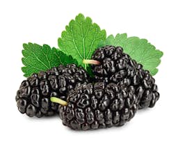 Ingredient Mulberry Fruit Extract 4:1 (Frutus Mori) in Maximum Memory Support