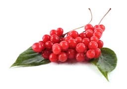 Ingredient Schisandra Chinensis fruit seed Ext. 30:1 in Vital Force