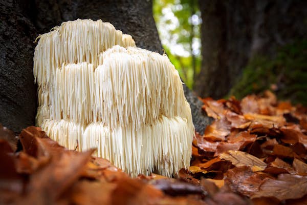 The "Smart" Mushroom That Could Keep You Mentally Sharp For Life about false
