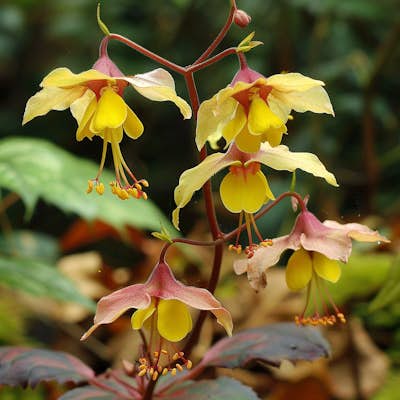 Understanding Epimedium: The Amazing Anti-Aging Benefits of the Herb Called Bishop's Hat about false